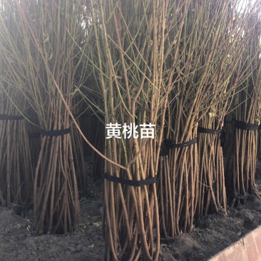 锦绣黄桃树苗