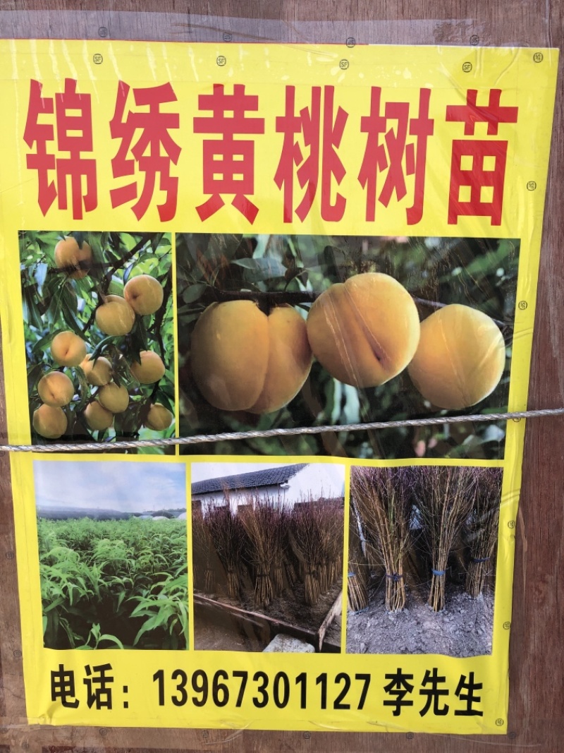锦绣黄桃树苗