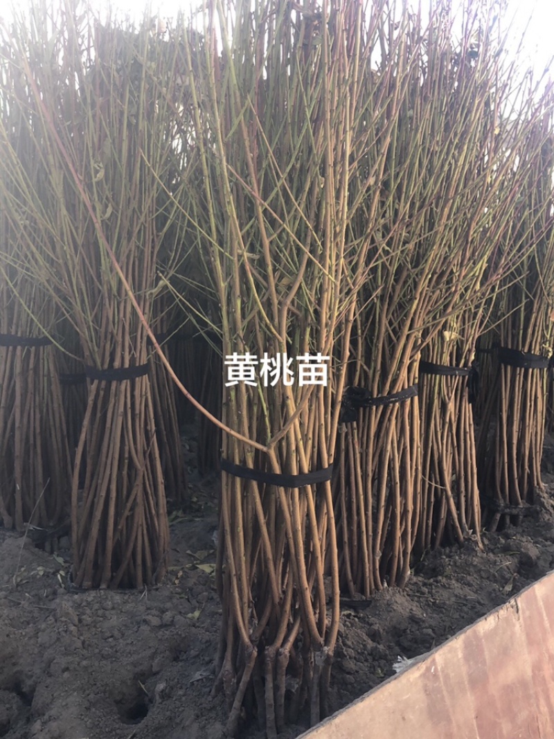 锦绣黄桃树苗