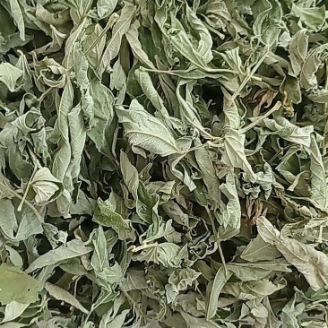 木豆枝叶新货（大基地供应）