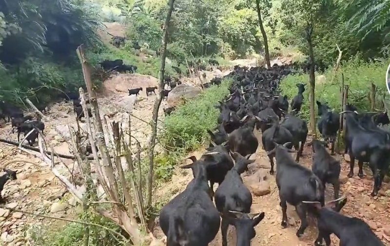 努比亚黑山羊怀孕母羊全国发货货到付款