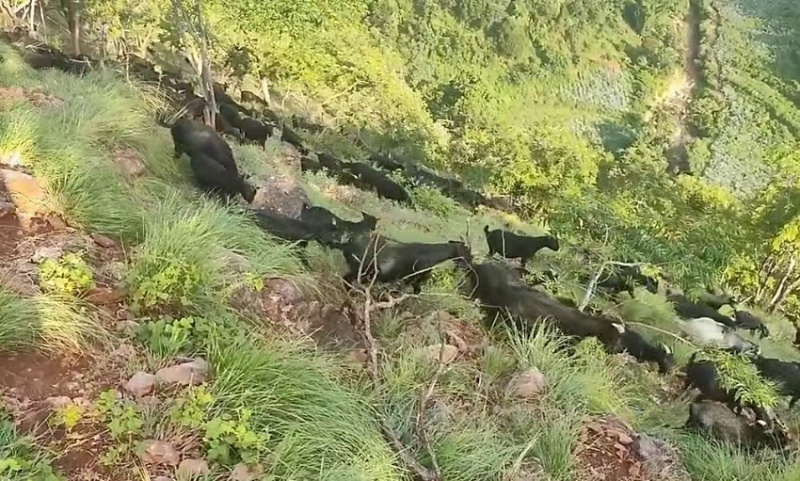 努比亚黑山羊怀孕母羊全国发货货到付款