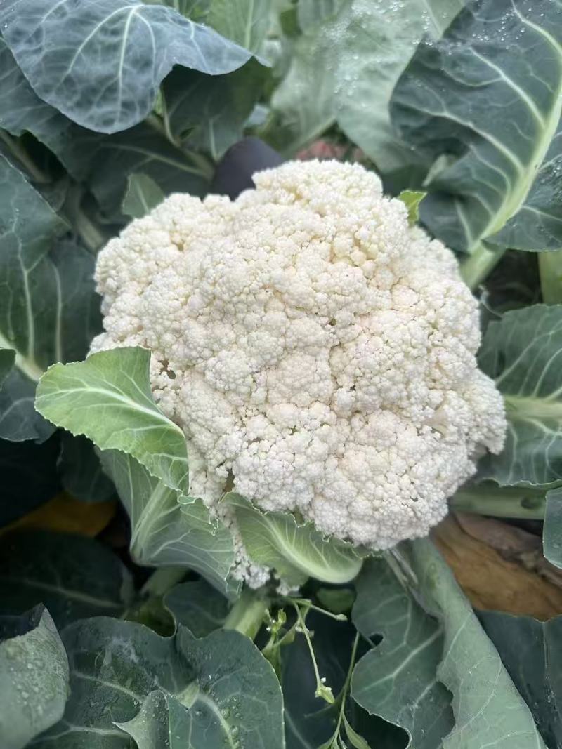 基地花菜，价格优惠！