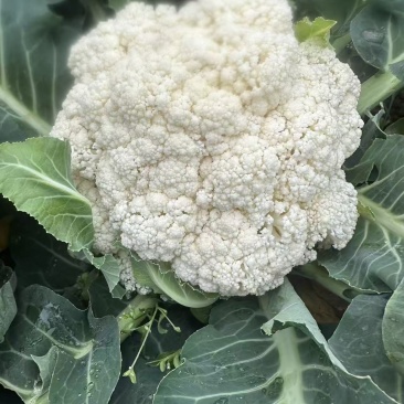 基地花菜，价格优惠！