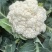 基地花菜，价格优惠！