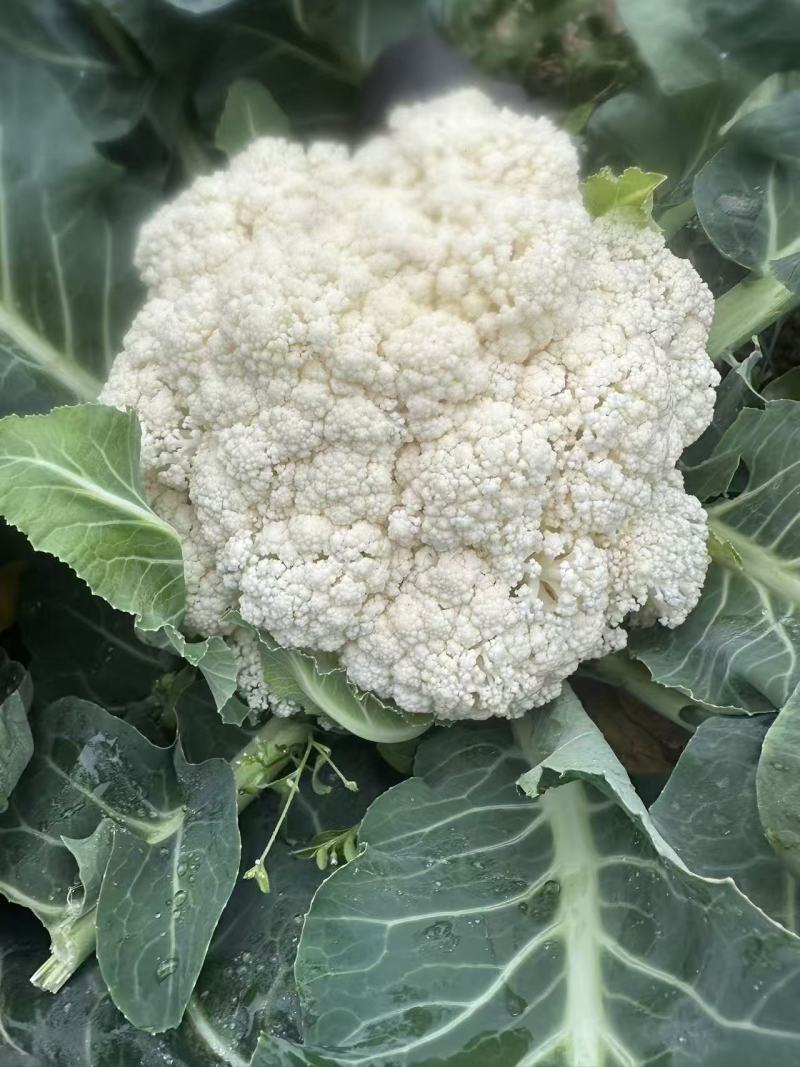 基地花菜，价格优惠！