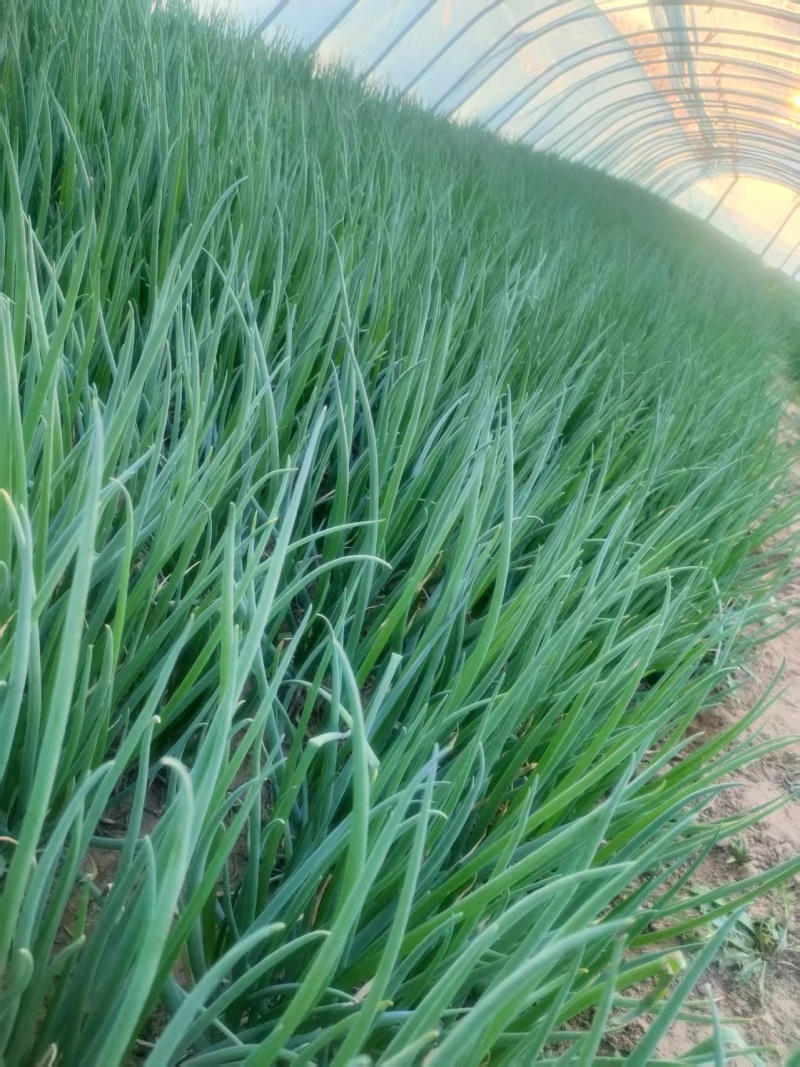 新鲜现挖小香葱