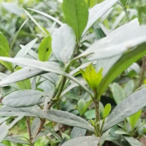 卖栀子花
