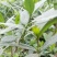 卖栀子花