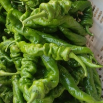 大螺丝椒