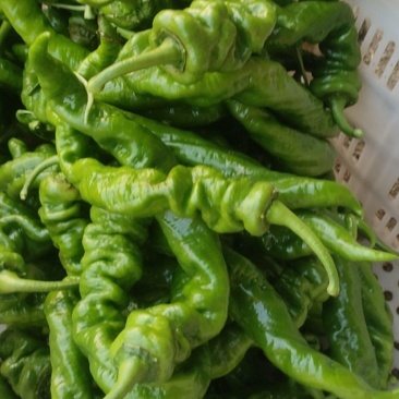 大螺丝椒
