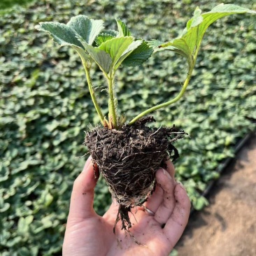 多种草莓种苗