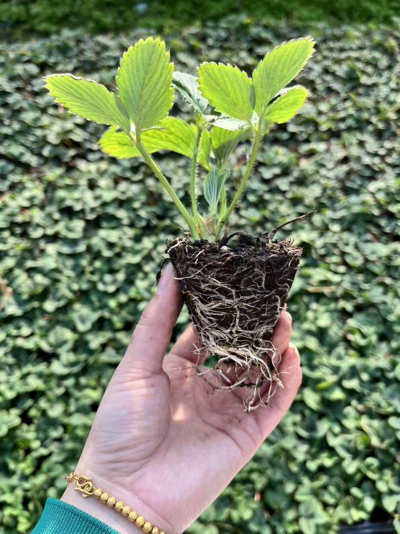 多种草莓种苗