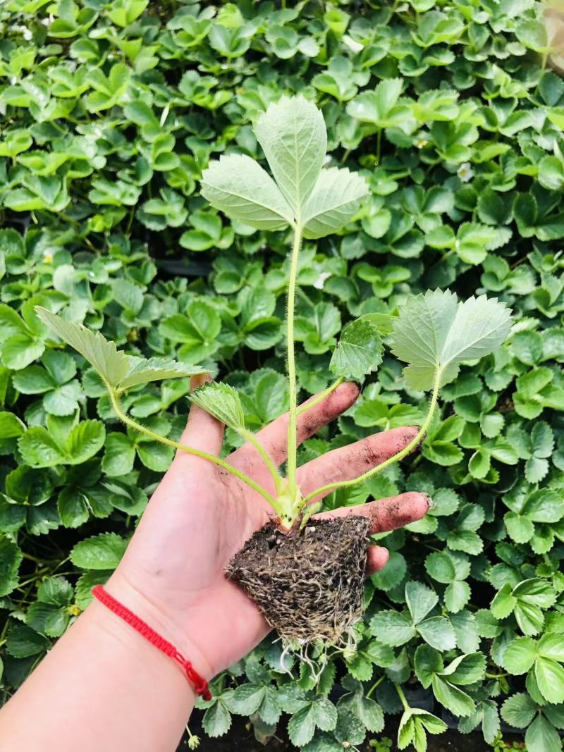 多种草莓种苗