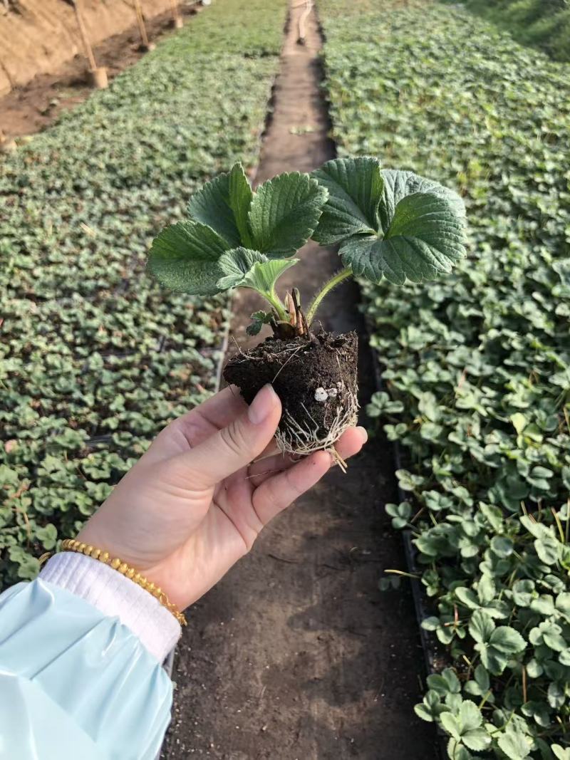 多种草莓种苗