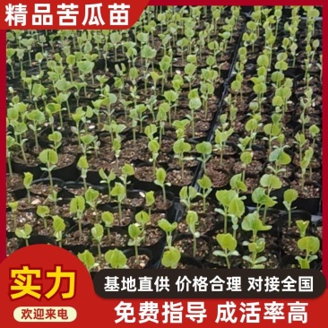 精品苦瓜苗货源充足诚信经营质量保证量大从优欢迎咨询