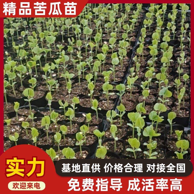 精品苦瓜苗货源充足诚信经营质量保证量大从优欢迎咨询