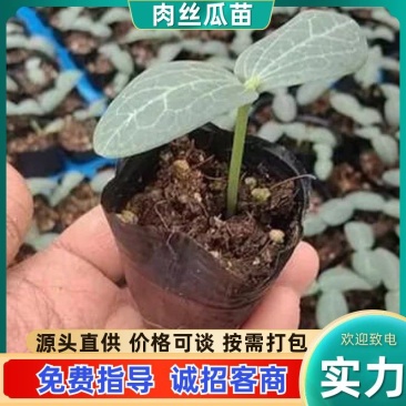 肉丝瓜苗可视频看货质量保证成活率高货源充足欢迎咨询