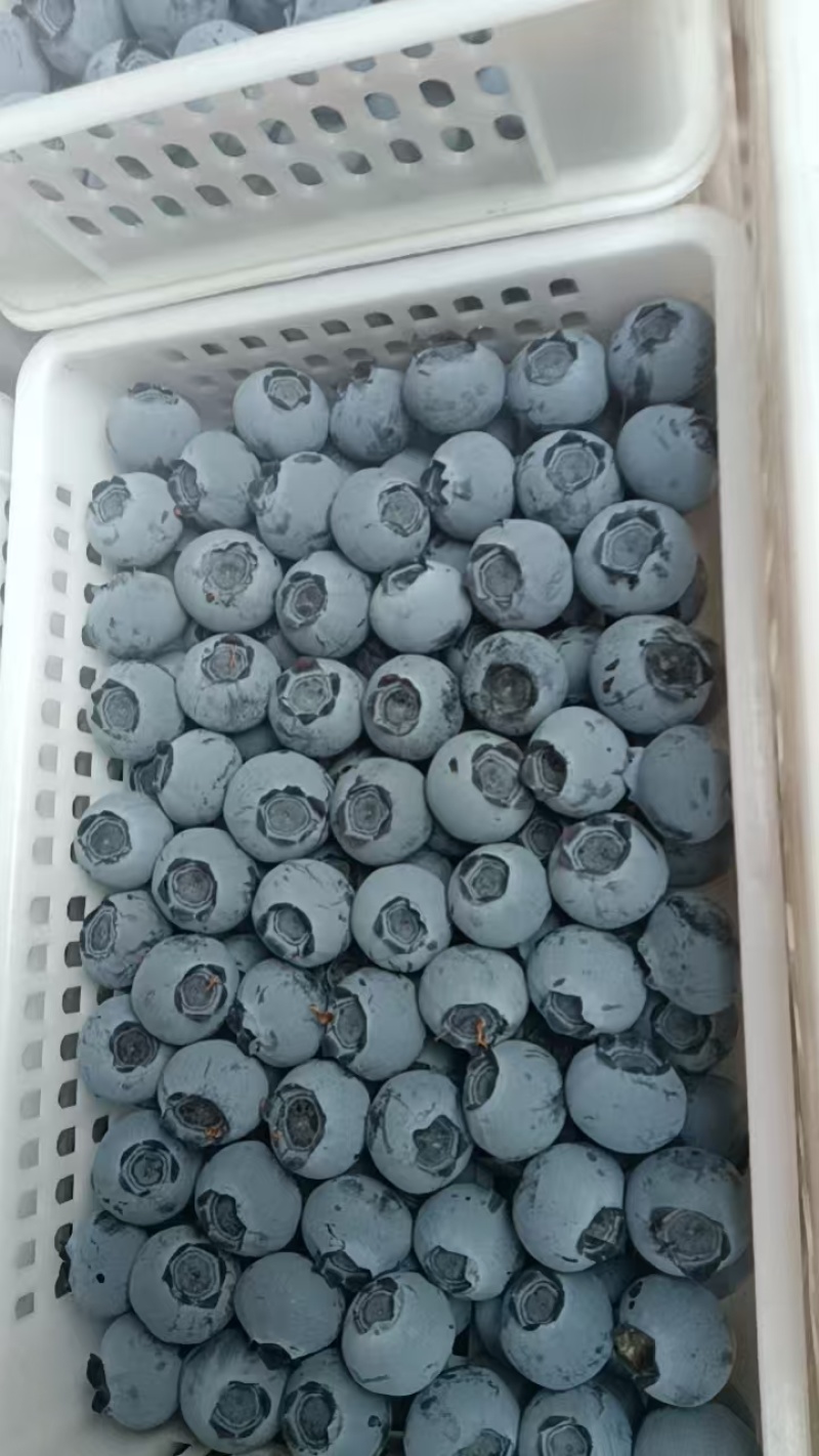 蓝莓，现摘现发