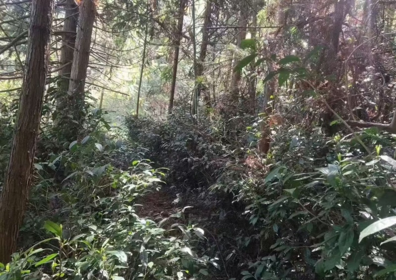 野生有机毛尖一芽二叶26年新茶，0️⃣零农残！