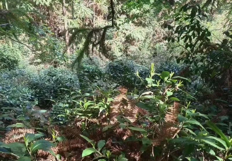 野生有机毛尖一芽二叶26年新茶，0️⃣零农残！