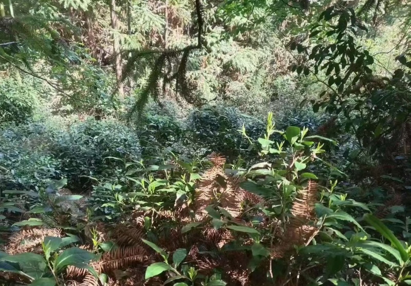 野生有机毛尖一芽二叶26年新茶，0️⃣零农残！