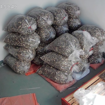 合作社自产羊肚菌，干货、鲜货都有，个大品质优。
