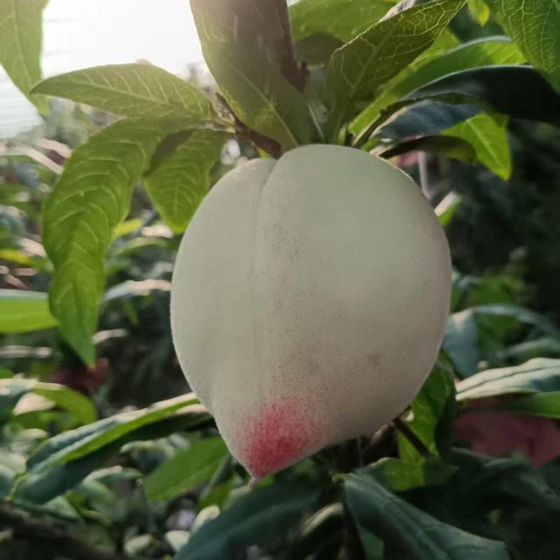 桃子
