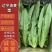 【实力商家】产地直发【保质保量】诚信经营【量大从优】油麦