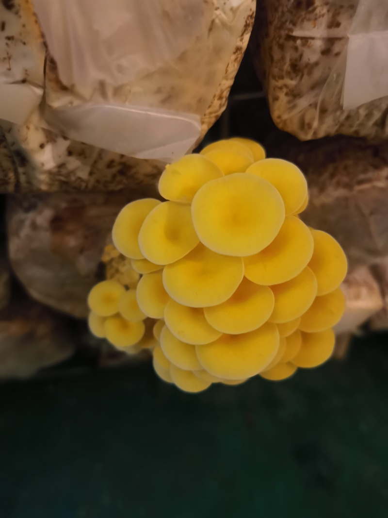 黄金菇