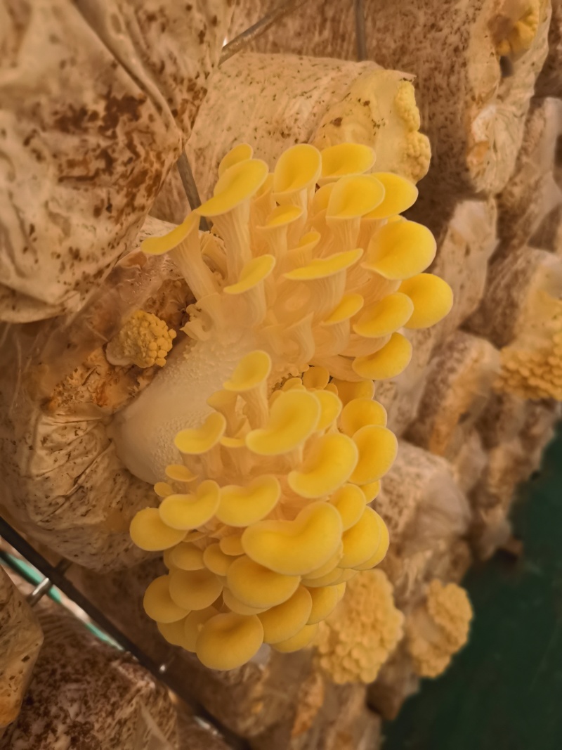黄金菇