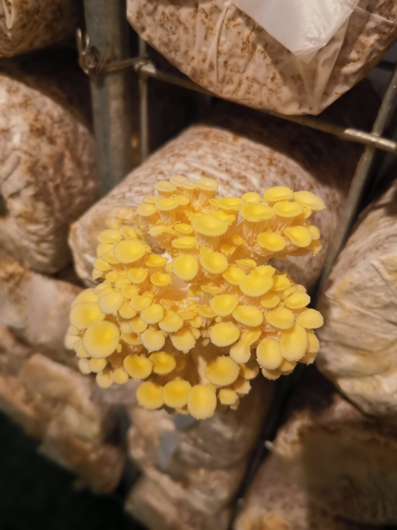黄金菇