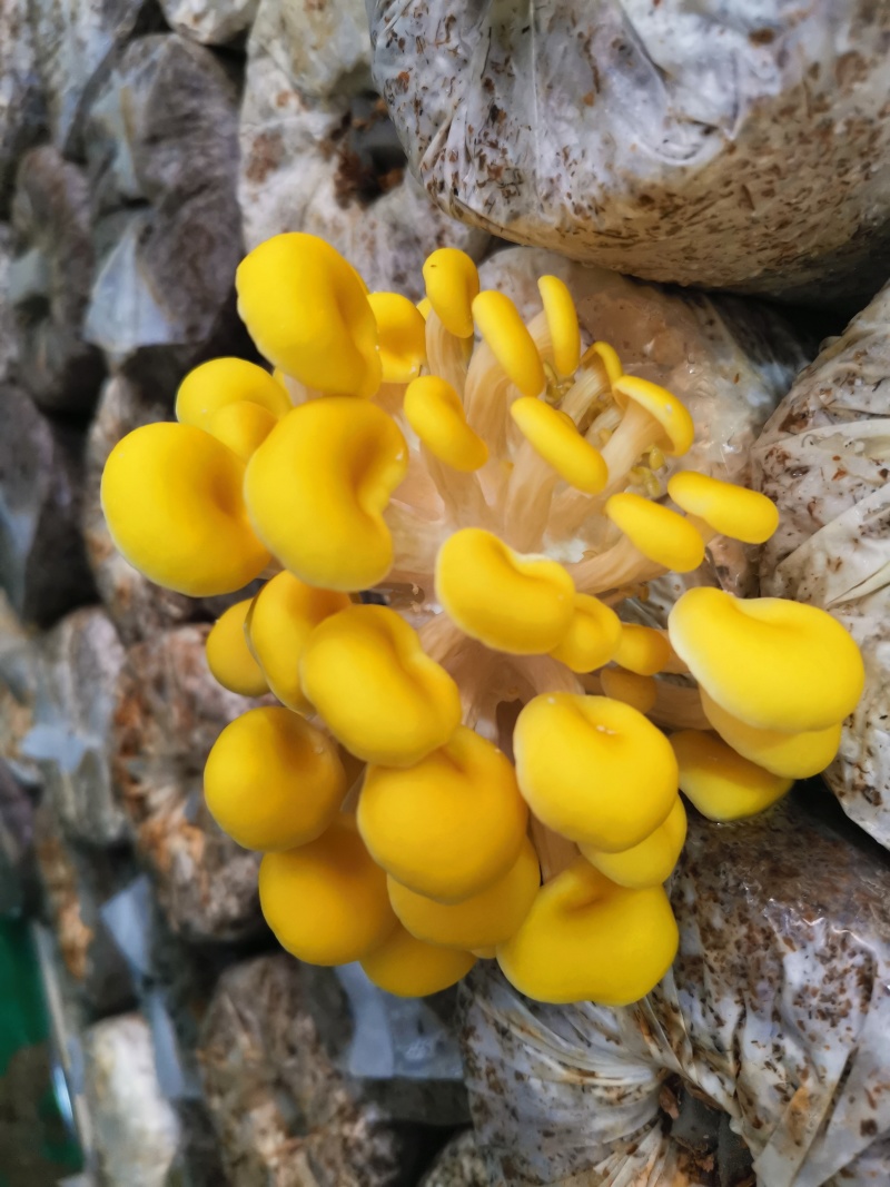 黄金菇