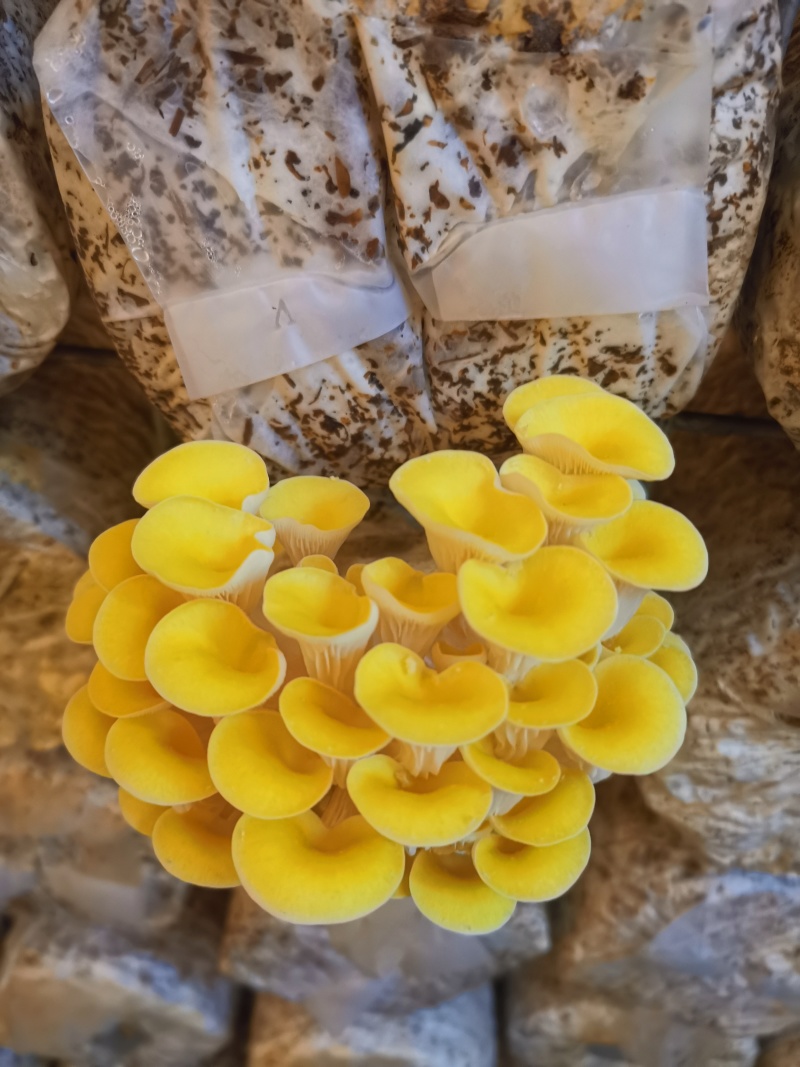 黄金菇