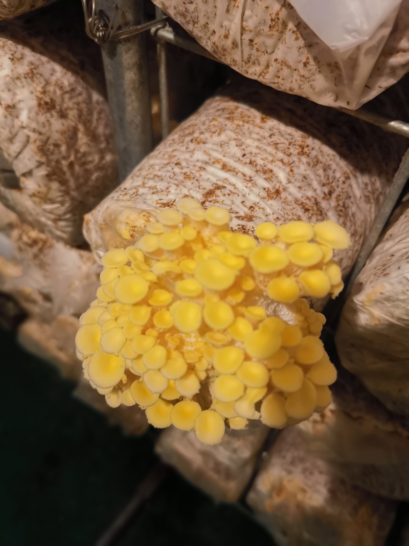 黄金菇