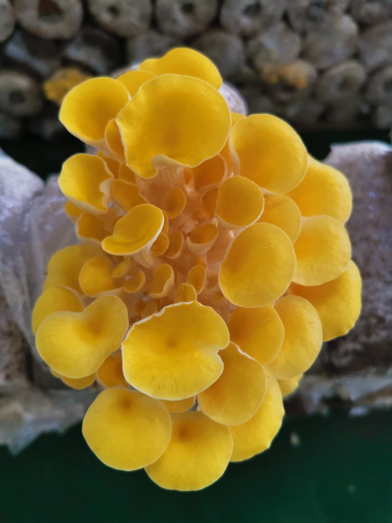 黄金菇