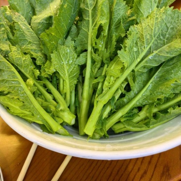板块根菜苔大量供应质量蛮好量大从优欢迎订购