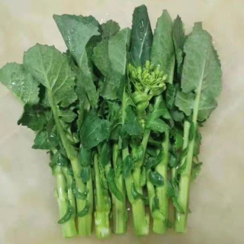 板块根菜苔大量供应质量蛮好量大从优欢迎订购