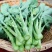 板块根菜苔大量供应质量蛮好量大从优欢迎订购