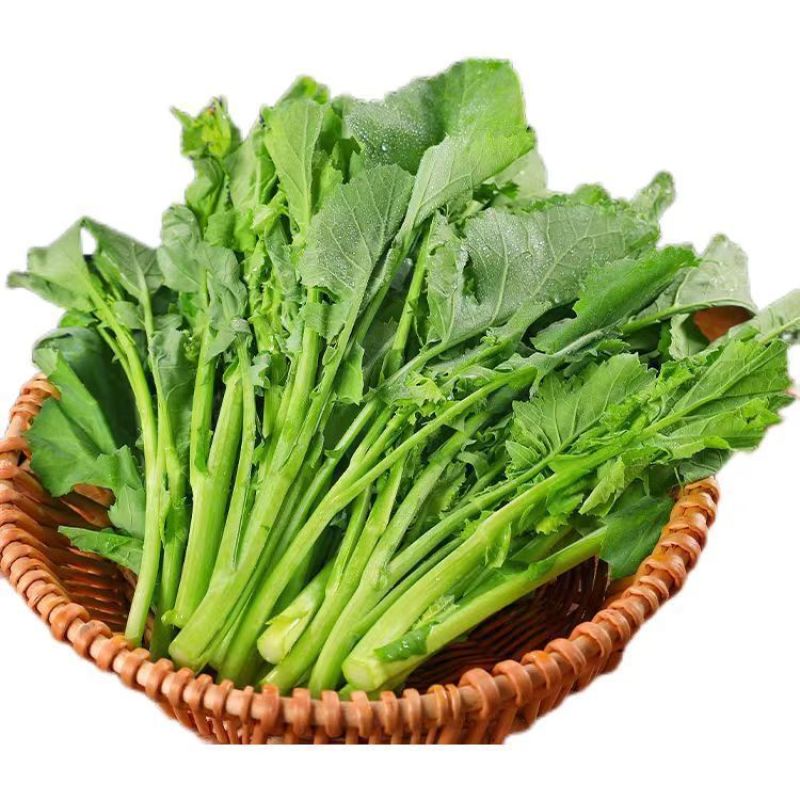 板块根菜苔大量供应质量蛮好量大从优欢迎订购