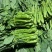 板块根菜苔大量供应质量蛮好量大从优欢迎订购