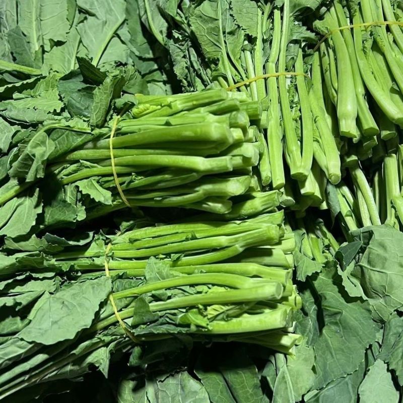 板块根菜苔大量供应质量蛮好量大从优欢迎订购