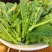 板块根菜苔大量供应质量蛮好量大从优欢迎订购