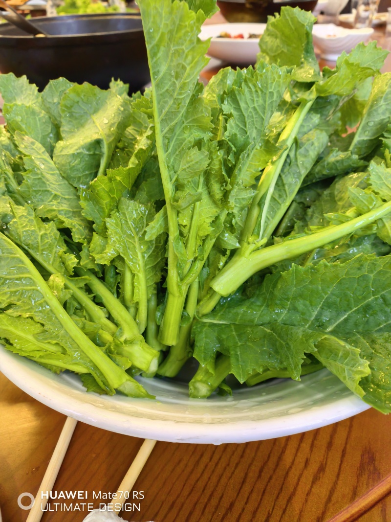 板块根菜苔大量供应质量蛮好量大从优欢迎订购