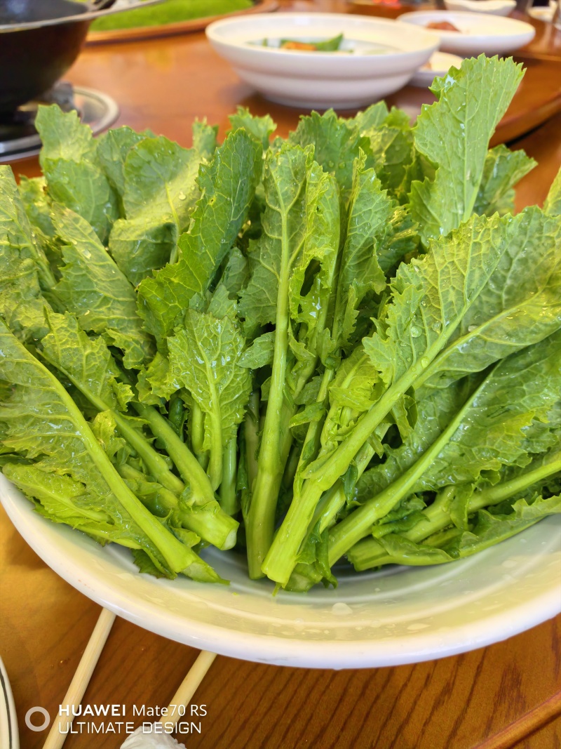 板块根菜苔大量供应质量蛮好量大从优欢迎订购