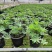 基地直发（鲁冰花）苗子羽扇豆室外庭院花园简单易活花苗