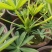 基地直发（鲁冰花）苗子羽扇豆室外庭院花园简单易活花苗