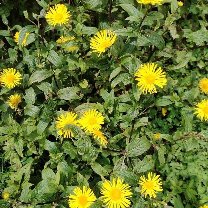 野生水葵花种子水朝阳旋覆花野葵花水朝阳旋覆花多年生草本