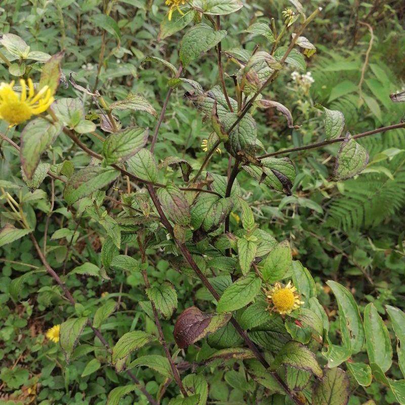 野生水葵花种子水朝阳旋覆花野葵花水朝阳旋覆花多年生草本