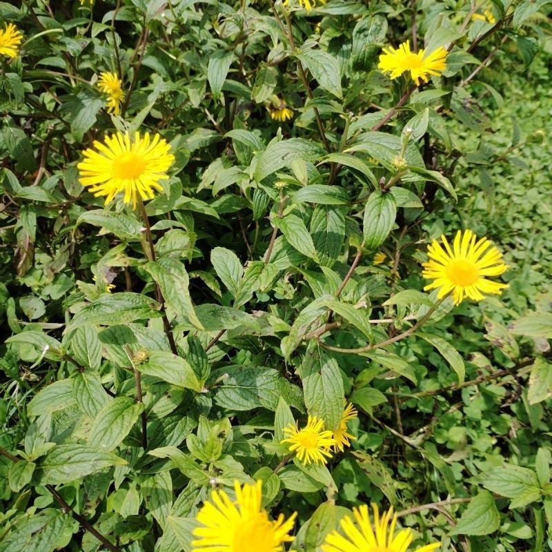 野生水葵花种子水朝阳旋覆花野葵花水朝阳旋覆花多年生草本